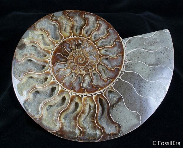 / Inch Split Ammonite Pair #2825